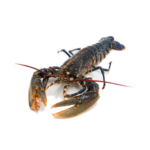 Bogavante