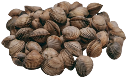 Diseño sin título (1)